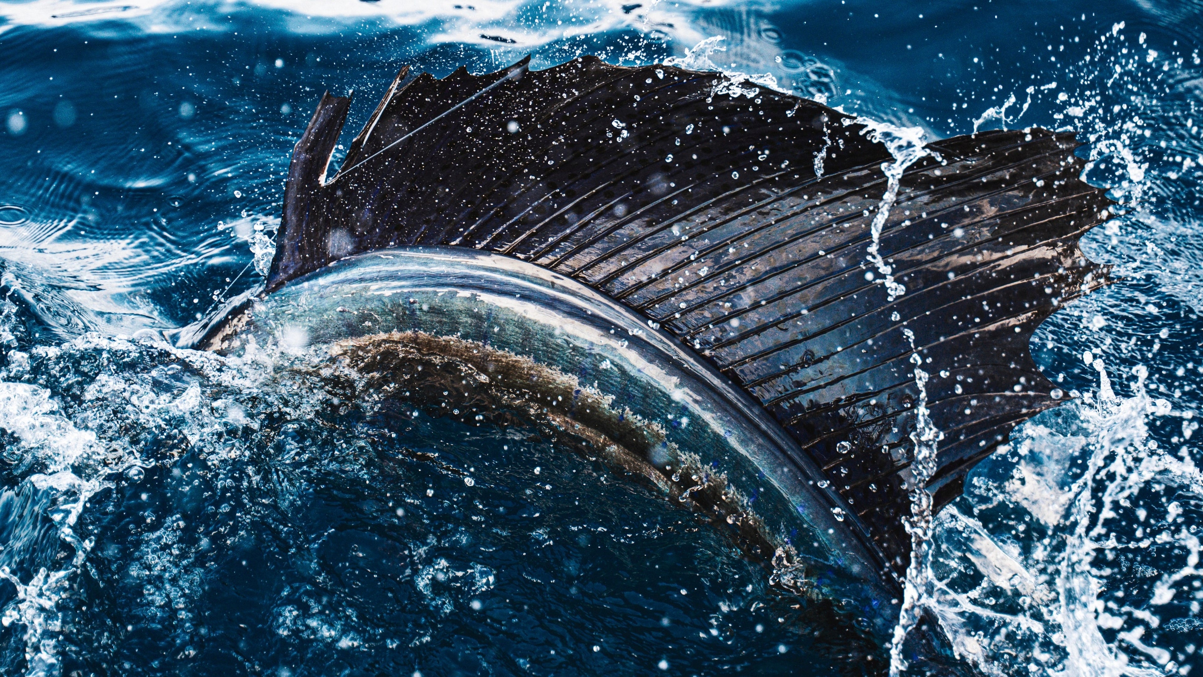 Finding the Windows: Sailfish Action & Winter Patterns - Feb 6th, 2026