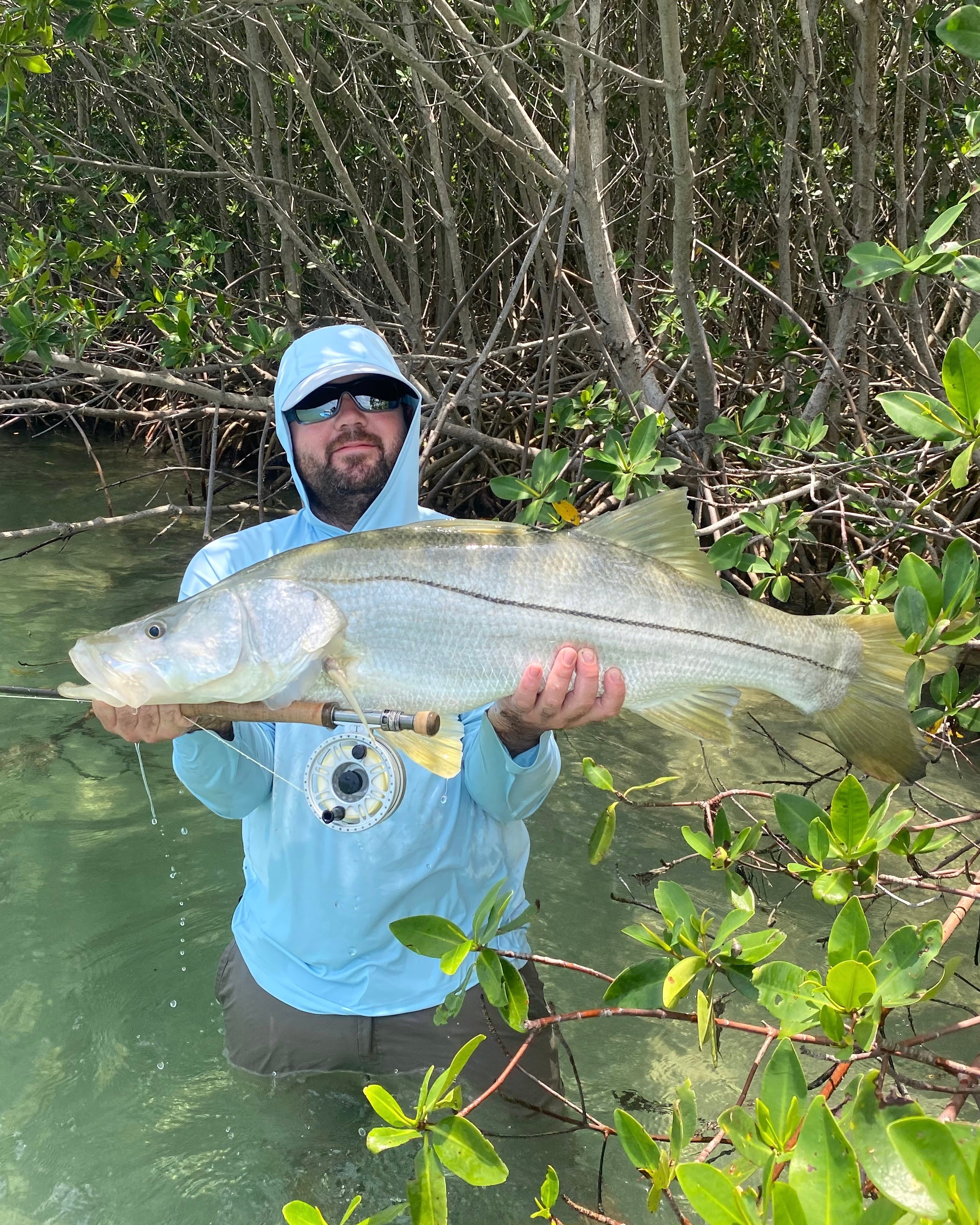Man holding a large snook with a fly rod in a body of water with mangrove trees in the background