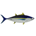 YELLOWFIN DREDGE FLAP - OTS