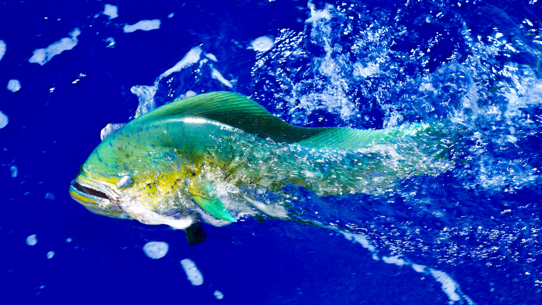 Mahi-Mahi splashing on the surface in clear blue water.