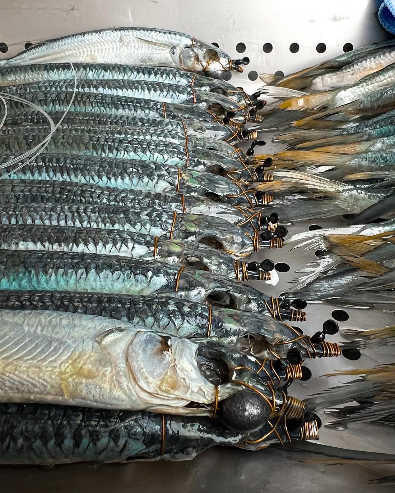 Row of ballyhoo in a bait tray rigged with copper wire, lead, and swivels 