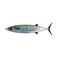 FIRE FLAP TEASER: MACKEREL